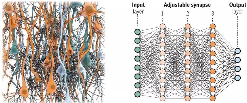 大脑神经回路(左)与深度神经网络(右)